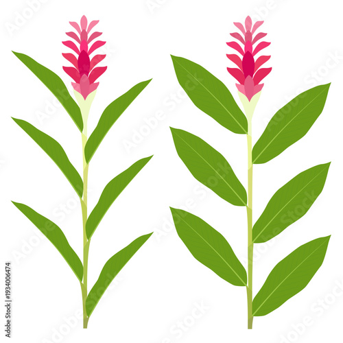 Flat style illustration of two varieties of red ginger