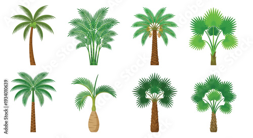 Collection of various tropical palm trees in a cartoon style