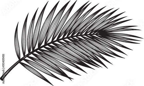 Black and white palm leaf illustration on plain background