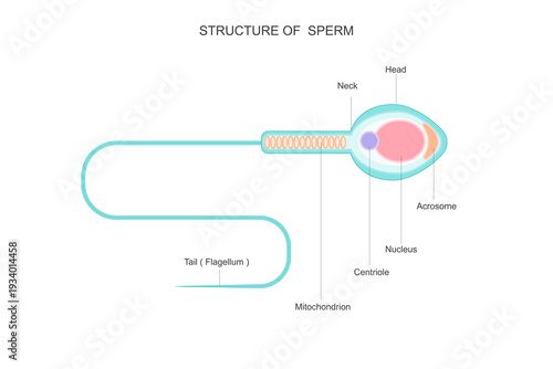 Sperm are male reproductive cells that carry DNA, move with a tail, and fertilize the female egg, playing a vital role in human reproduction and fertility.Vector illustration.
