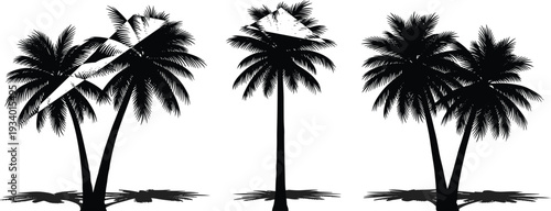 Three black silhouette palm trees with textured trunks and shadows on a white background Keywords: palm, tree, silhouette