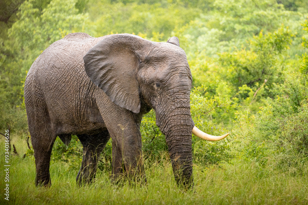 Obraz premium Adult elephant with long tusk grazing in lush green bush during a gentle rain, close side portrait
