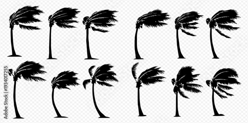 Set of black silhouettes of palm trees in strong wind, isolated on transparent background, vector illustration.
