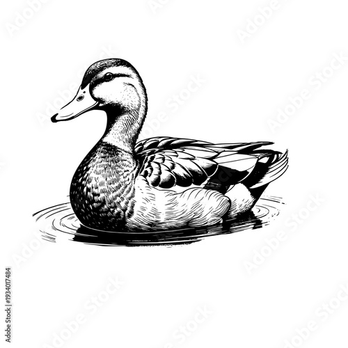 Duck swimming in a pond, simple line drawing, sketch. Vector illustration. Farmed waterfowl, isolated on a white background. Grass and bushes