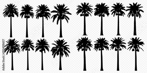 Set of date palm tree silhouettes with fruits, isolated on transparent background, vector illustration.