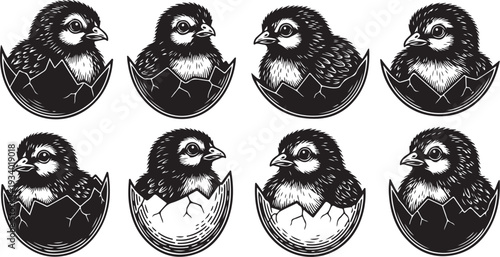 Birds Emerging from Eggs in Black and White Illustrations