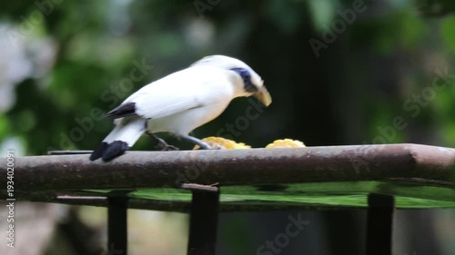 White tropical bird feeding on fruit while perched on wooden branch.