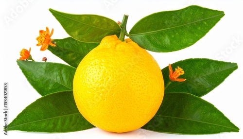 lemon with leaves