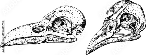 Mystical witch kit collection. Hand drawn engraving art with occult symbols. Perfect for modern witchcraft, tarot and esoteric designs. Boho, vintage magic vibe	
