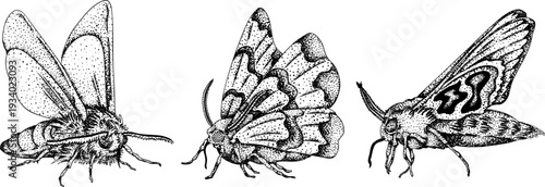 Mystical witch kit collection. Hand drawn engraving art with occult symbols. Perfect for modern witchcraft, tarot and esoteric designs. Boho, vintage magic vibe	
