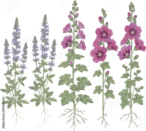 Create a realistic Set of 6 Nepeta nervosa (Blue Moon, Catmint) and Malva sylvestris flowering frontal isolate flowering frontal perfectly cutout high resolution vector art with white background.