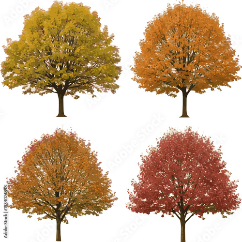 Create a realistic Set of 4 autumn large Ash trees sycamore platanus trees isolated png on a transparent background perfectly cutout vector art with white background..