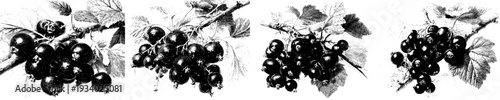 Black and White Botanical Illustration of Grapes and Leaves