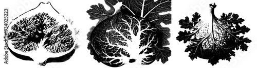 Magnificent Fig: A Close-up of Nature's Artistry