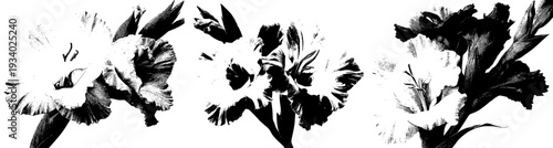 Elegant Black and White Floral Artistry