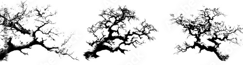 The Art of Nature: A Black and White Botanical Masterpiece