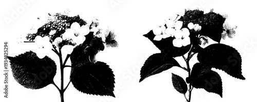 Elegant Black and White Botanical Illustration of a Hydrangea with Flowering Sprays and Leaves