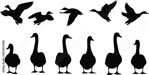 Goose Silhouette Collection Featuring Flying and Standing Waterfowl Isolated on White Background, Wild Bird Set for Nature, Farm and Wildlife Design Projects