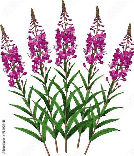 Create a realistic Set of Epilobium angustifolium (also known as fireweed or rosebay willowherb) flowering frontal isolated png on a transparent background perfectly cutout high resolution vector art 