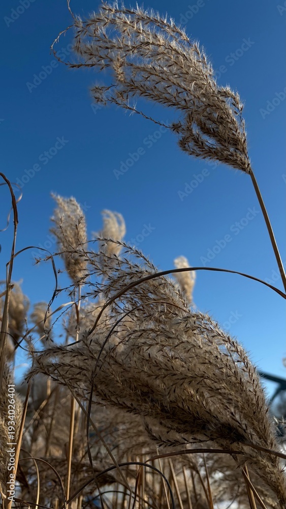 Fototapeta premium Golden Reed Grass Swaying in Wind Against Clear Blue Sky Minimal Nature Background