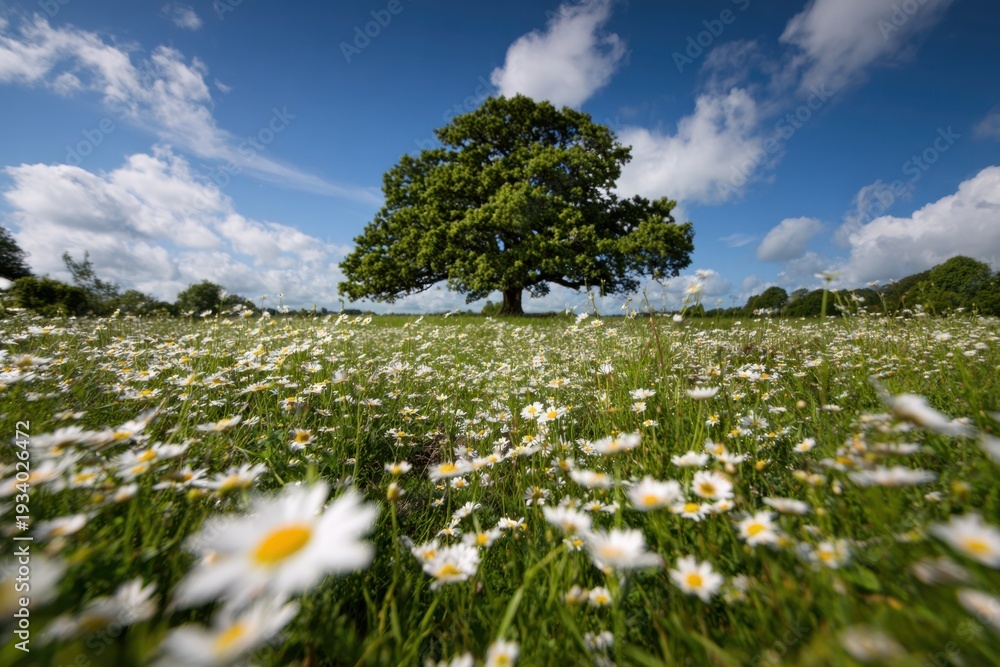 Fototapeta premium Lone oak tree standing in a daisy field under blue sky