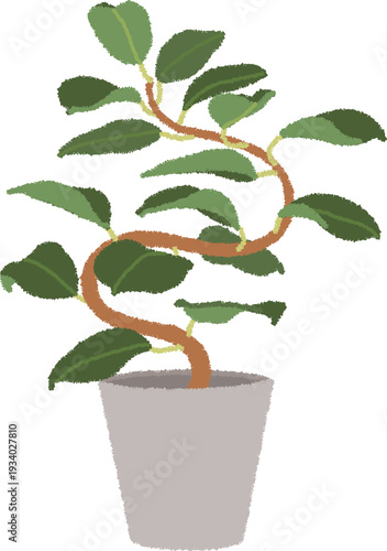 ゴムの木（フィカス）のイラスト