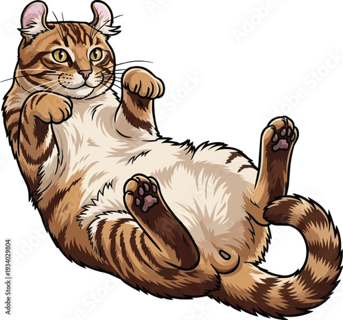 American Curl cat lying down playful belly up cute illustration