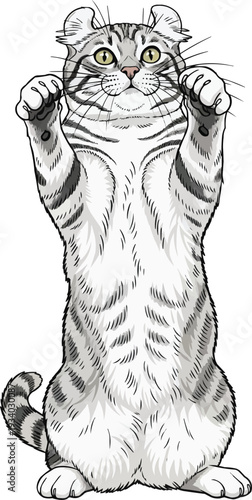 American Curl cat reaching up playful begging pose illustration
