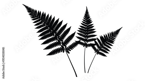 Black silhouette of three fern leaves on white background isolated on white background, Vector