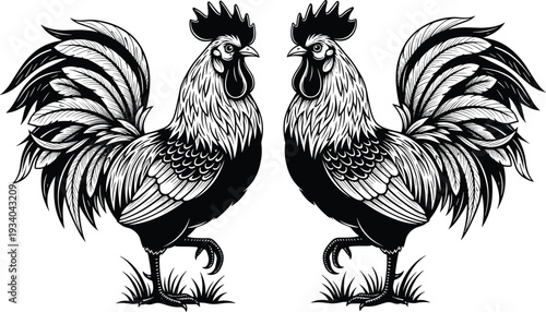 Roosters decorative rural life silhouettes illustration vector symmetrical confrontation feather graphics, farm design concept, black and white creative art collection