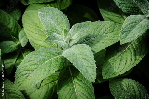 Close-up plants of green mint on the garden bed.
