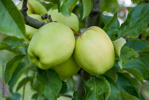 Konstfotografi Green apples on a tree. Green apples ripen on an apple branch.