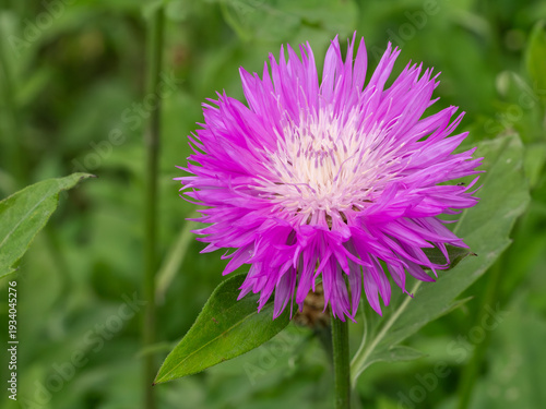 Centaurea dealbata in the meadow.