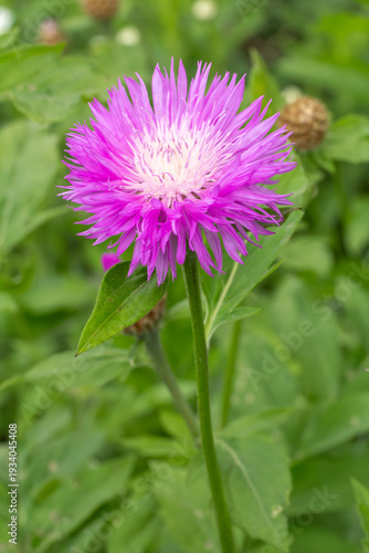 Centaurea dealbata in the garden.
