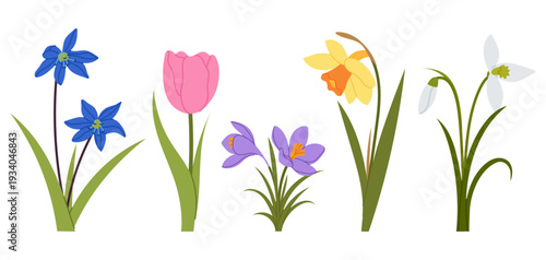 Set different spring flowers tulip, narcissus, bluebell, crocus and snowdrop. Flat colorful botanical elements for seasonal decoration and floral design.