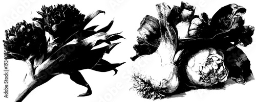 Artful Black and White Botanical Illustration of a Leek with Texture