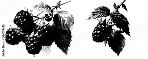 Harvest's Bounty: A Tribute to Nature's Splendor