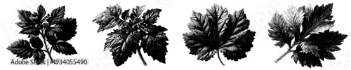 Elegant botanical illustration of a leafy plant