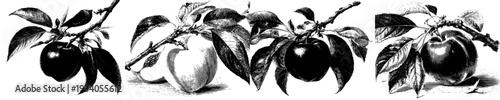 The Fruit of Paradise: A Neoclassical Botanical Artwork