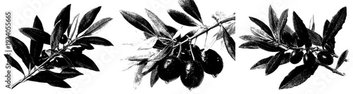 Elegant Olive Branch Illustration