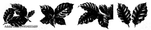 Botanical Art: Black and White Foliage Illustration
