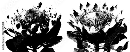 Vibrant Protea Flower: Nature's Artistry