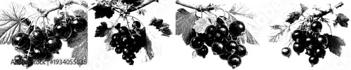 Vine of Grapes: A Black and White Botanical Illustration