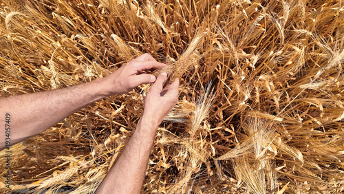 Fotografie Man touching fresh wheat on the farm.