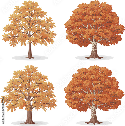 Isolated a realistic Set of 4 autumn large Ash trees sycamore platanus trees isolated png on a transparent background perfectly cutout vector art with white background.