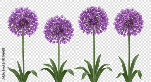 Isolated a realistic Set of Allium hollandicum (the Persian onion or Dutch garlic) frontal background perfectly cutout high resolution vector art with white background..