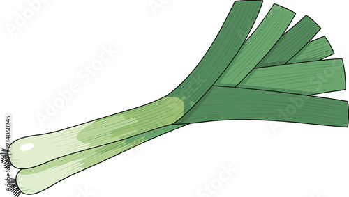 Fresh green onion bunch illustration, organic vegetable food ingredient, flat vector isolated on white background