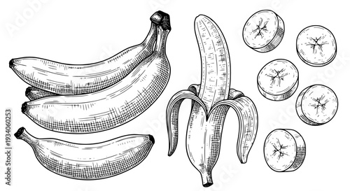 Bananas sketch illustration with whole and sliced fruit on white background featuring banana, food, peeled banana with