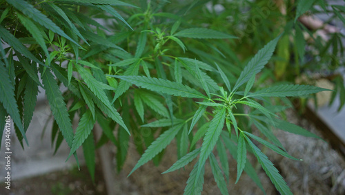 Slika na platnu Marijuana plant leaves growing and leaning over a nearby building edge in an outdoor garden; natural growth serenity