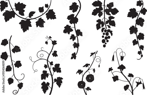 Black silhouette grapevine stems with leaves and fruit